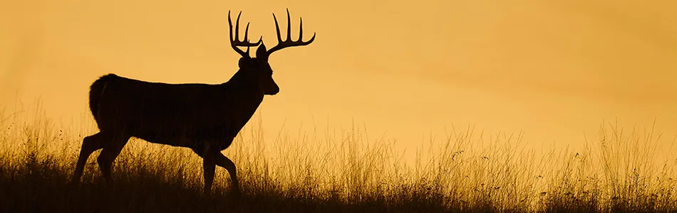 Hunting
