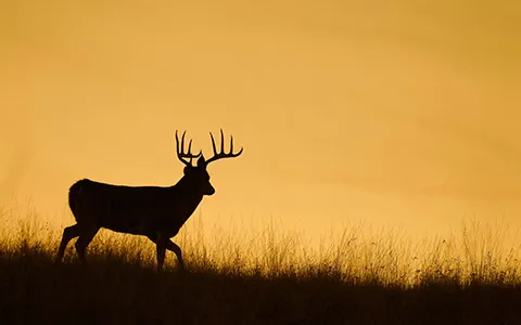 Hunting